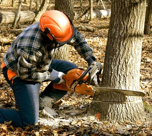 Tree Removal in Indiahoma, OK